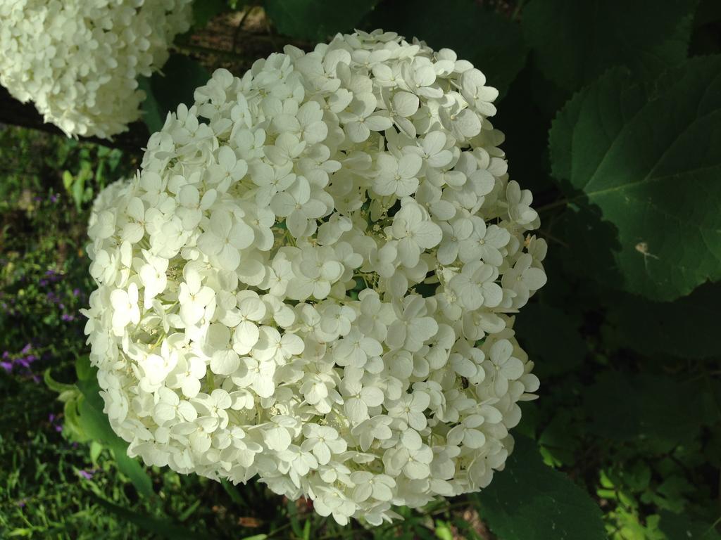 Hakuba Cottage Gram מראה חיצוני תמונה